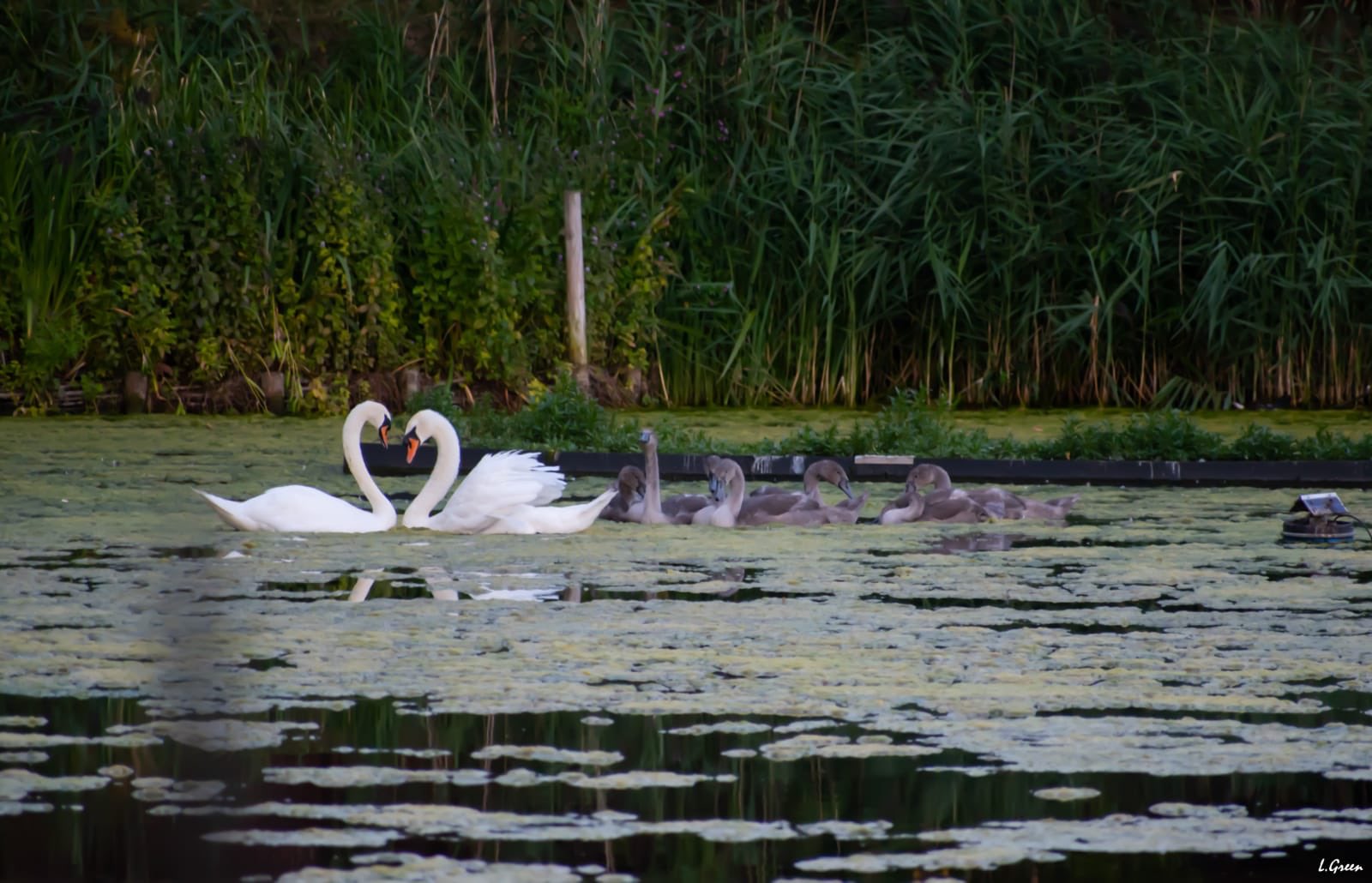 Swan hurt in dog attack is reunited with family on Hampstead Heath EekuL7yWAAAMw8m