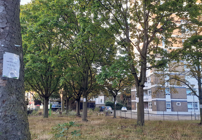 a-tree-is-worth-10-saplings-islington-tribune