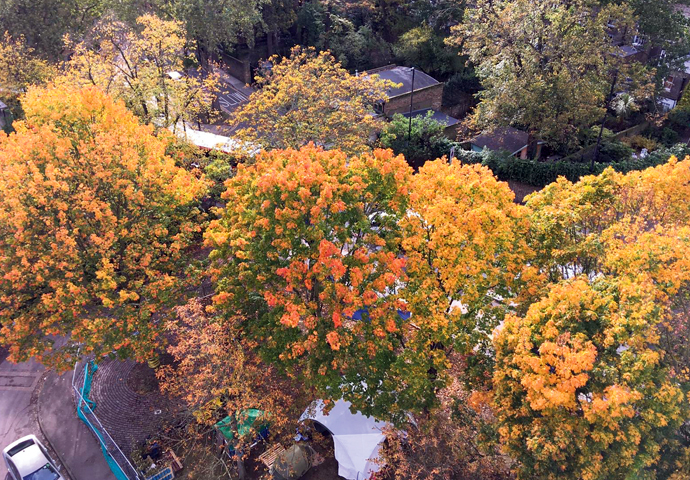 People care about trees because they care about people Dixon Clark Court_autumn trees