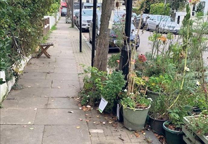 Mayton Street pot plants