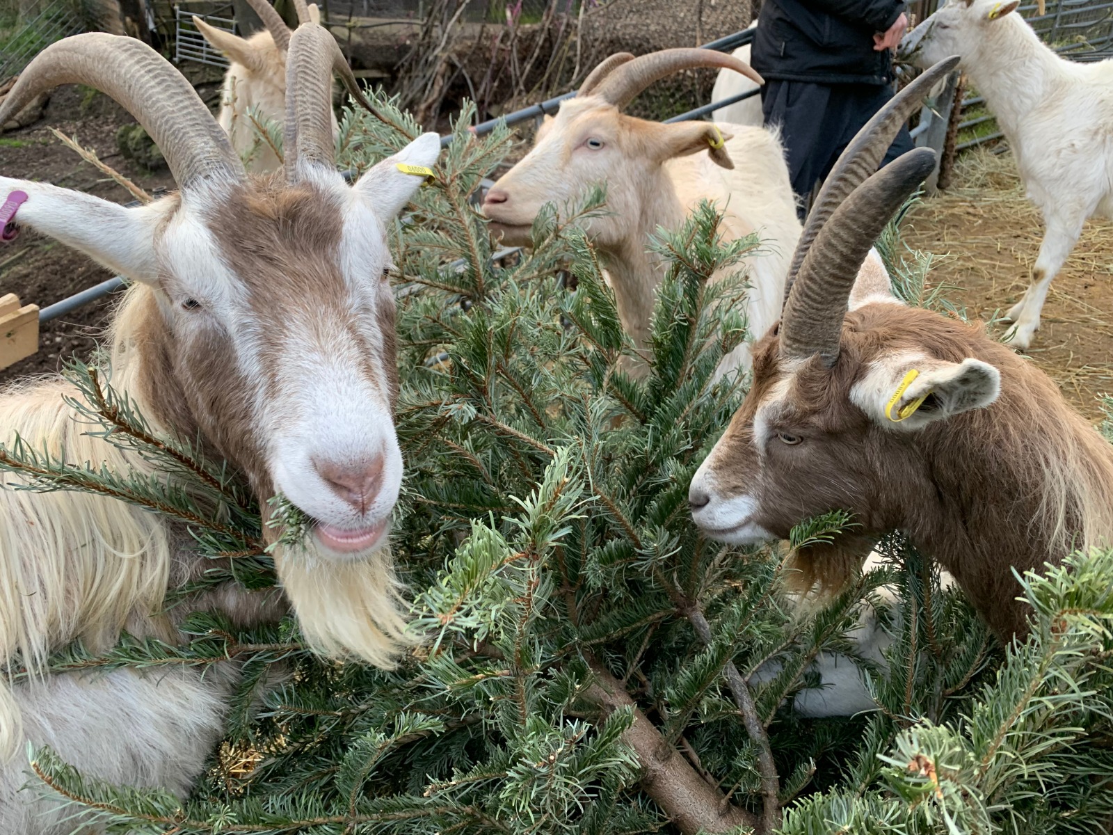 Eco 2021 Goats happily ‘recycle' Christmas trees Islington Tribune