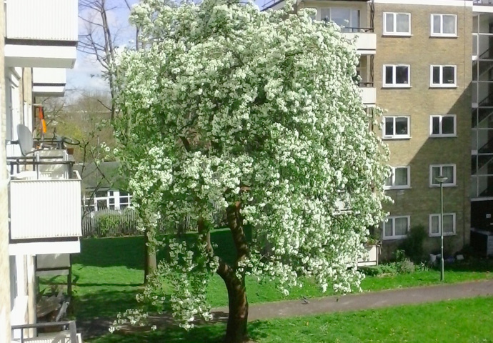 They even want to axe our estate’s pear tree Pear Tree Highbury Quadrant Estate