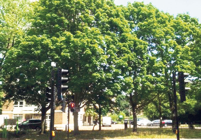 Climate change cannot be fought piecemeal Dixon Clark Court little forest