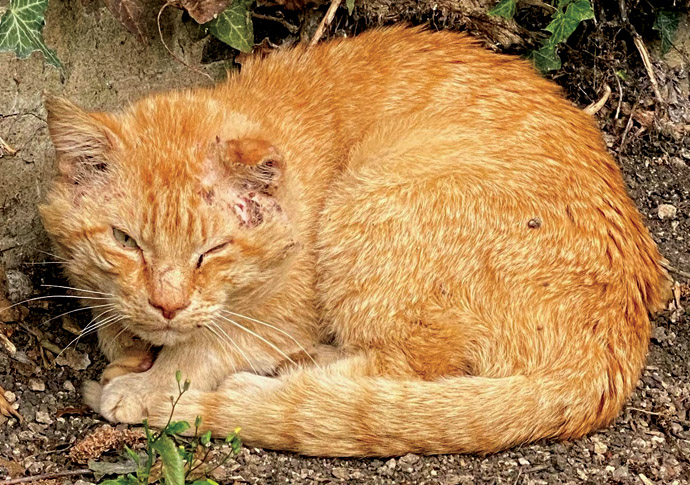 Apricot