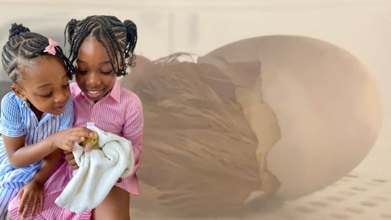 Duck hatches from egg bought at Marks and Spencer egg