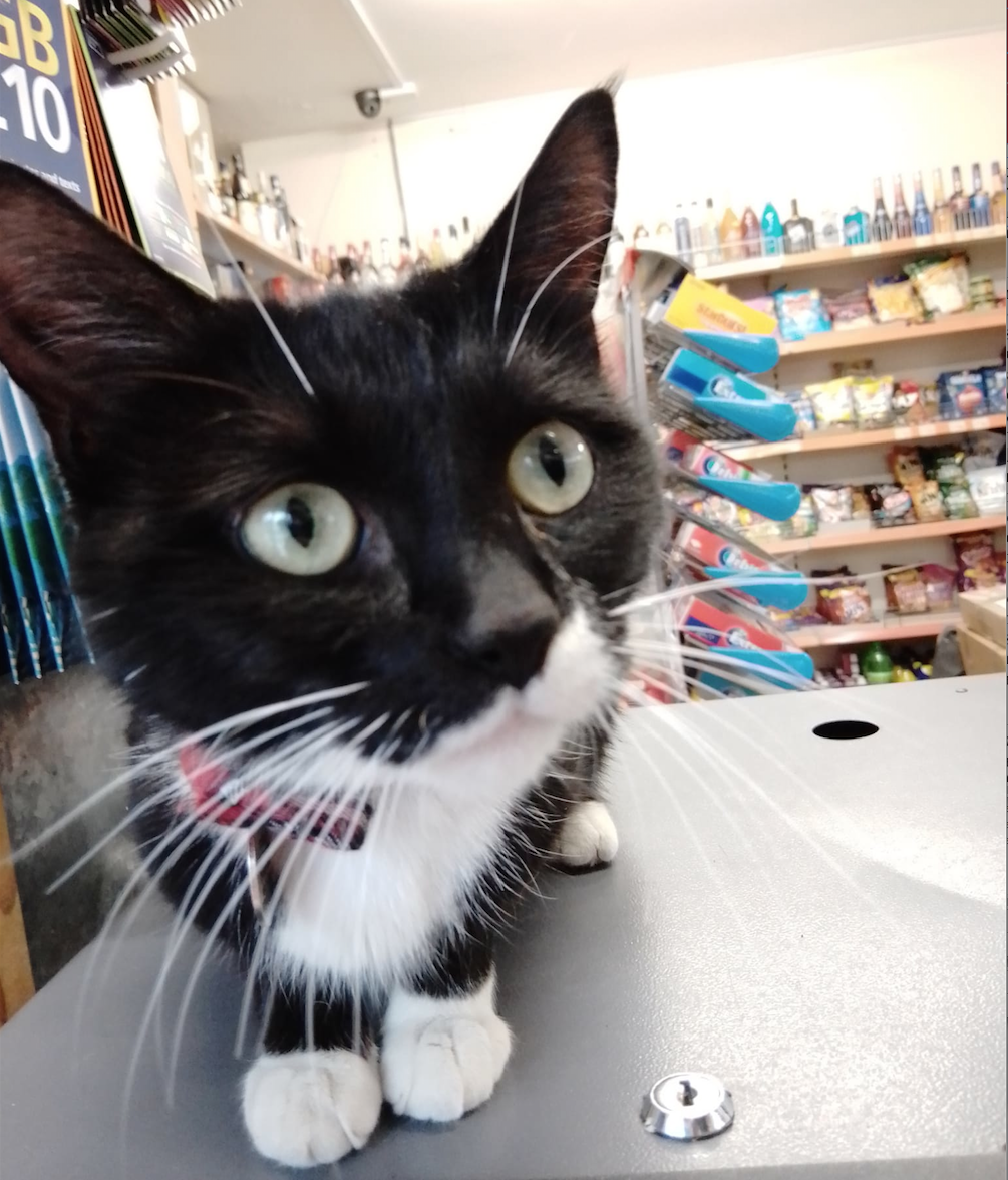 It’s no dogs allowed! (or you’ll get a biff from the Cola the cat) Cola the cat