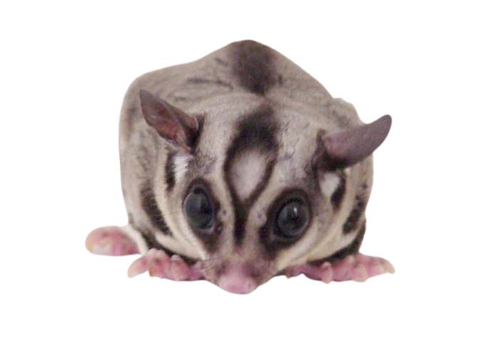 sugarglider