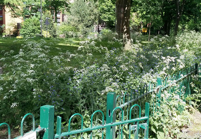 Hornsey Lane cow parsley in flower
