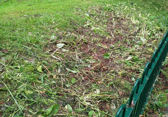 Hornsey Lane cow parsley strimmed out