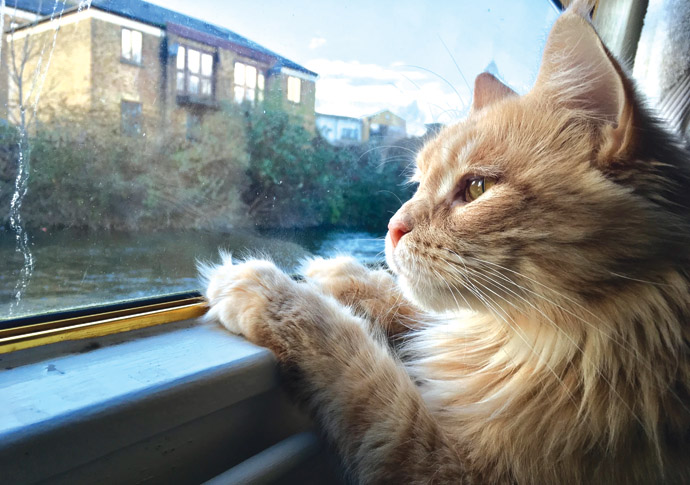 Rora the canal cat