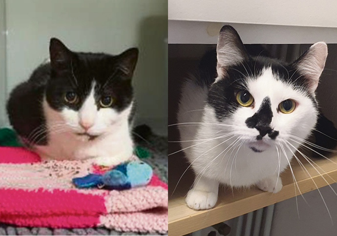 Homeless cats crisis as owners’ bills soar Tater Tot and Charlie Brown
