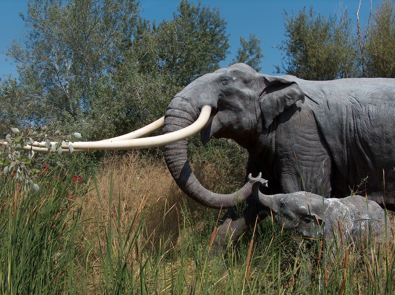 Fantastic beasts and where to find them… in the sewers Elephant straight tusk