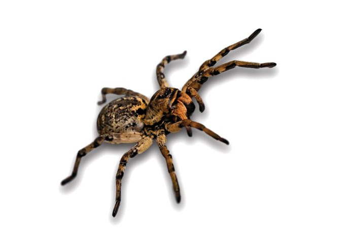 Grim feary tales Spider