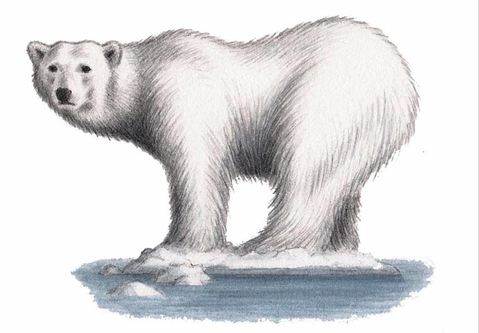 Attend COP 2022 climate festival Polar Bear_John Sadler