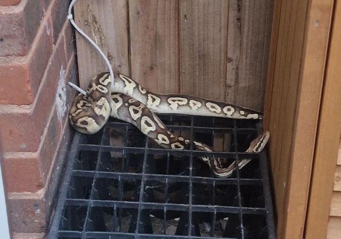 Python ‘Gary’ found in garden Gary the snake