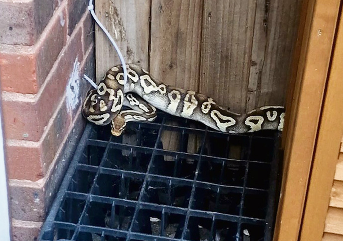 snake new