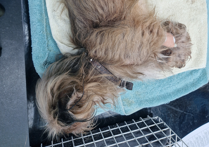 Pets ban for owner as dog is put down Chewie at vet 1