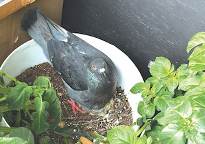 pigeon