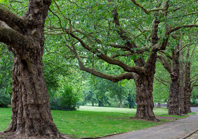 trees in finsbury park