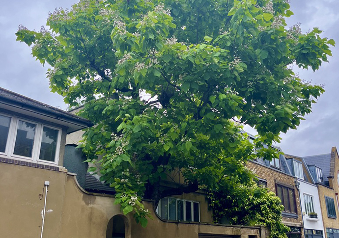 Bean tree