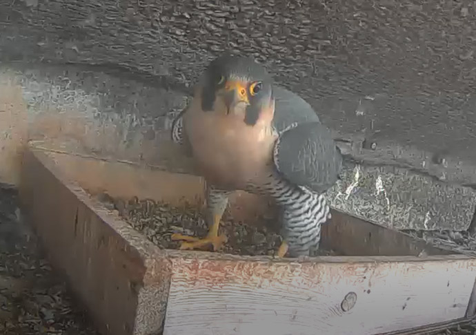 The birds are back in town! Falcons image (4)