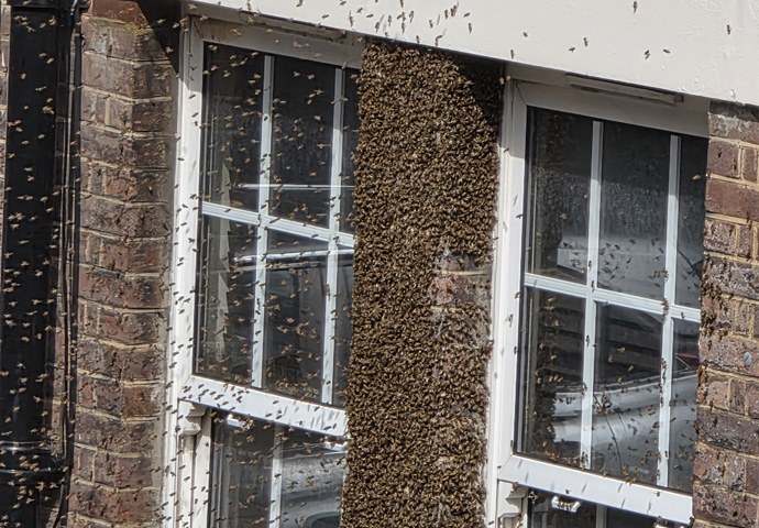 Why wall bees created a buzz in block of flats bees 20250422_144009