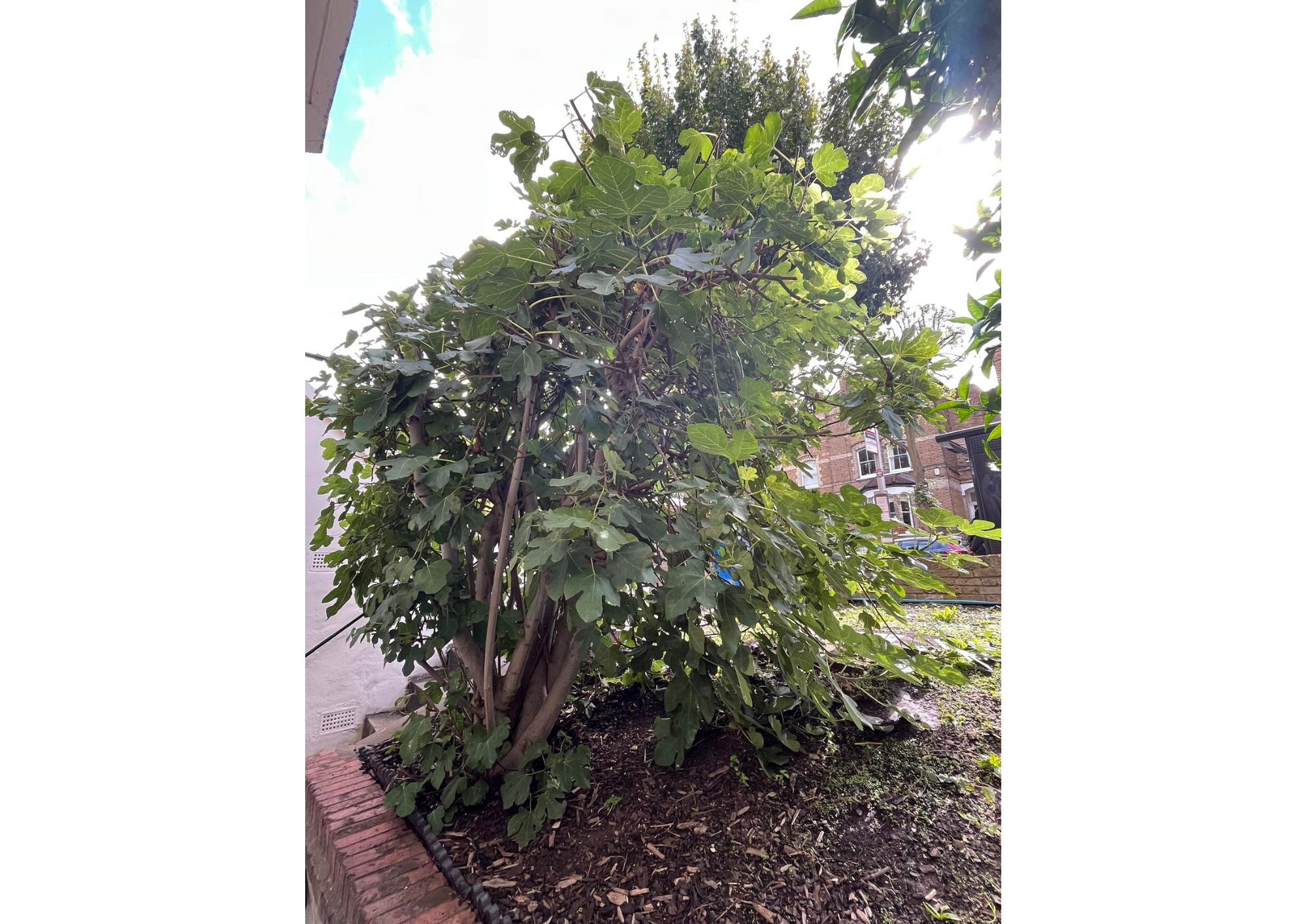 Picg Tree ‘Save gran’s fig tree from the chainsaw’ | Islington Tribune