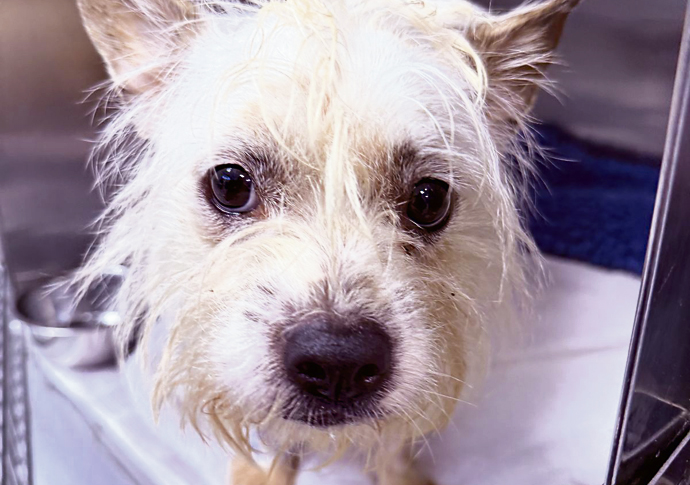 Dog dumped in sports bag Ruaidhri_dog left at RSPCA hospital new