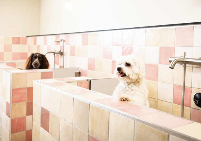 WagWorks _DSC0888