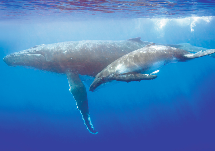 Chants encounter: exploring music’s journey through history