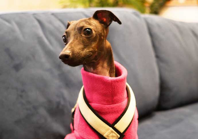 Make mine a puppuccino! Dulche the dog