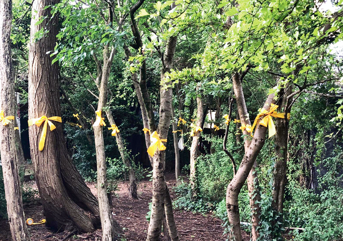 Trees face chop as part of revamp for cricket pitch trees with ribbons
