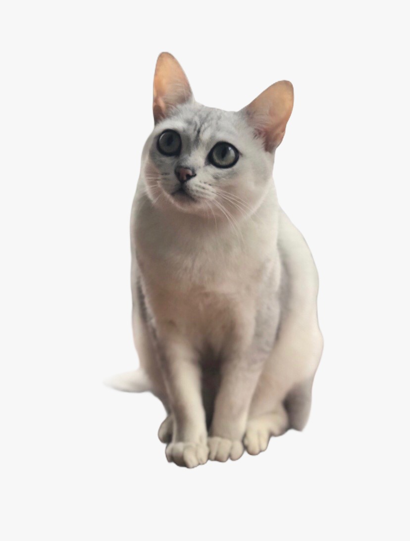 Emergency op for shoelaces cat Islington Tribune